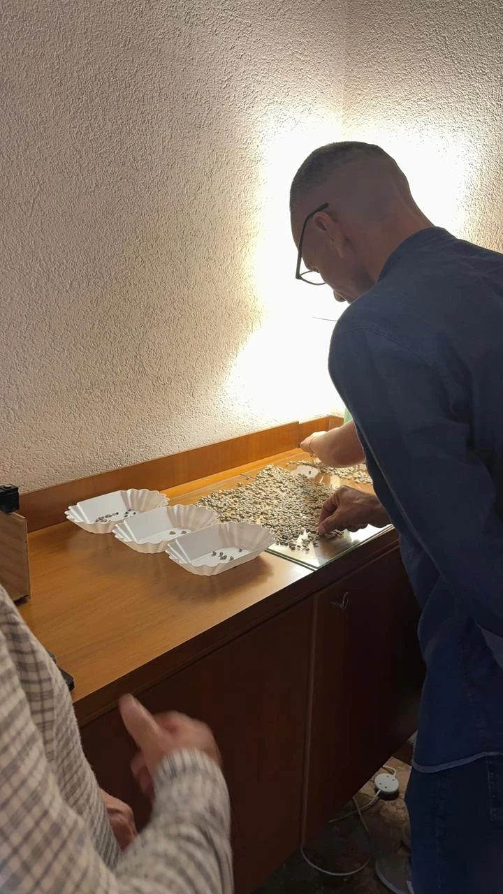 Revisión manual de granos de café verde sobre una mesa de trabajo