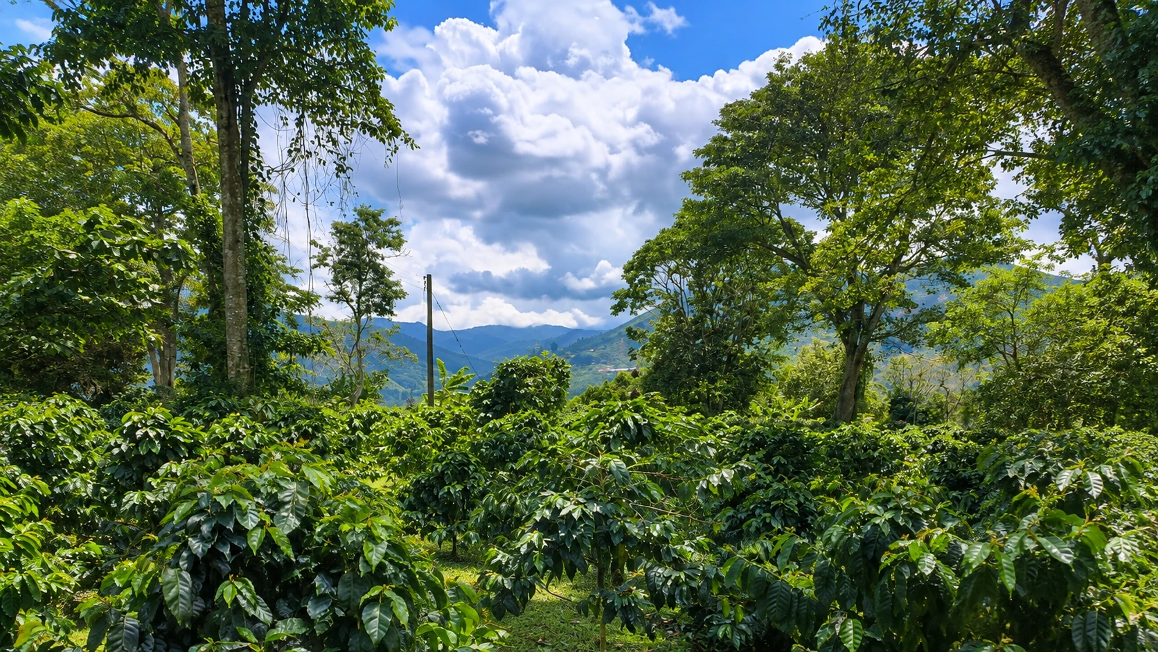 Cultivos de café entre montañas colombianas
