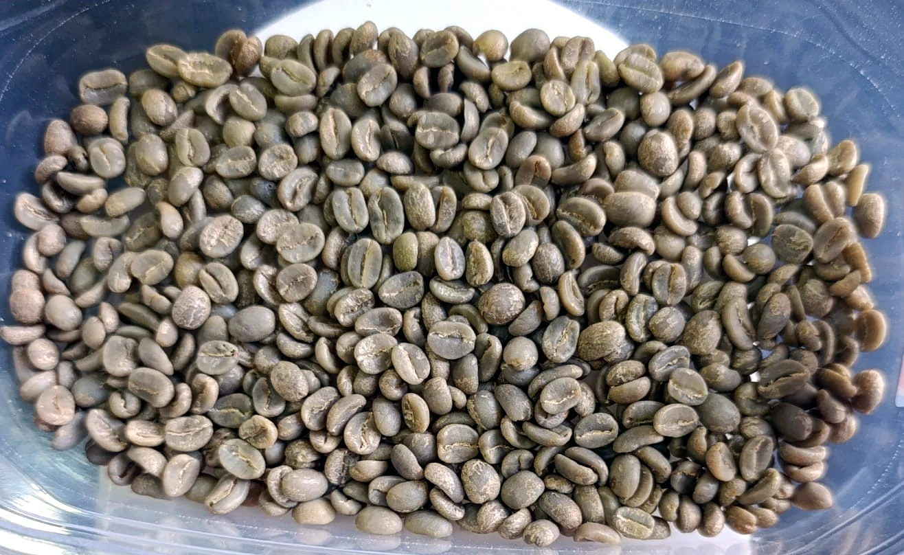 Muestra de café verde del archivo de ANASUR