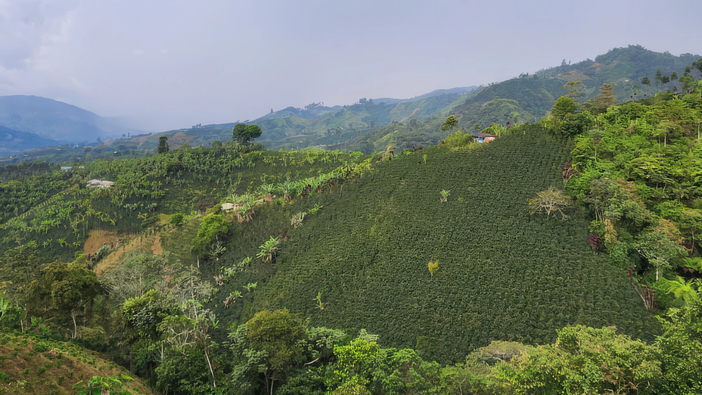 Cafetales en las montañas del Huila